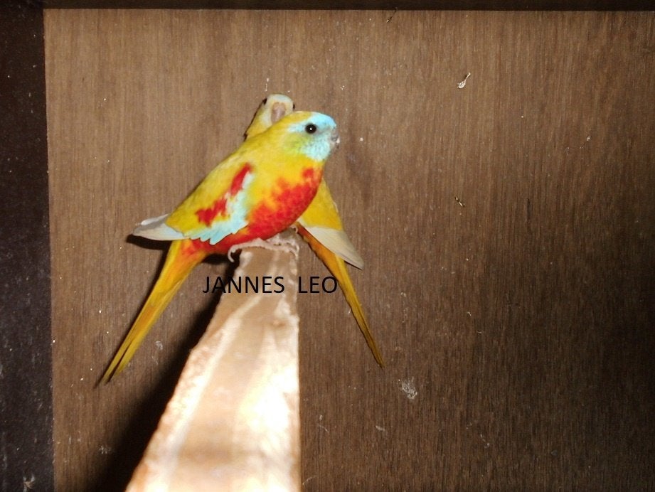 Parkieten  Turquoisine, Meerdere dieren, Parkiet, Geringd