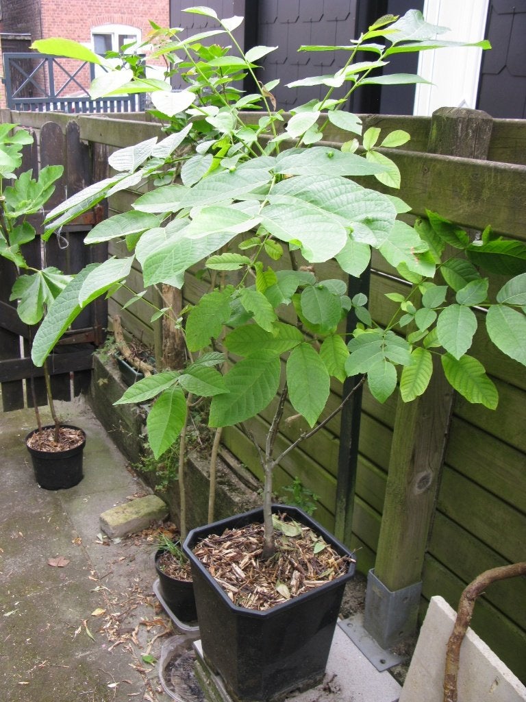 Beau noyer en pot, Jardin & Terrasse, En pot, Plein soleil, Autres espèces, Enlèvement
