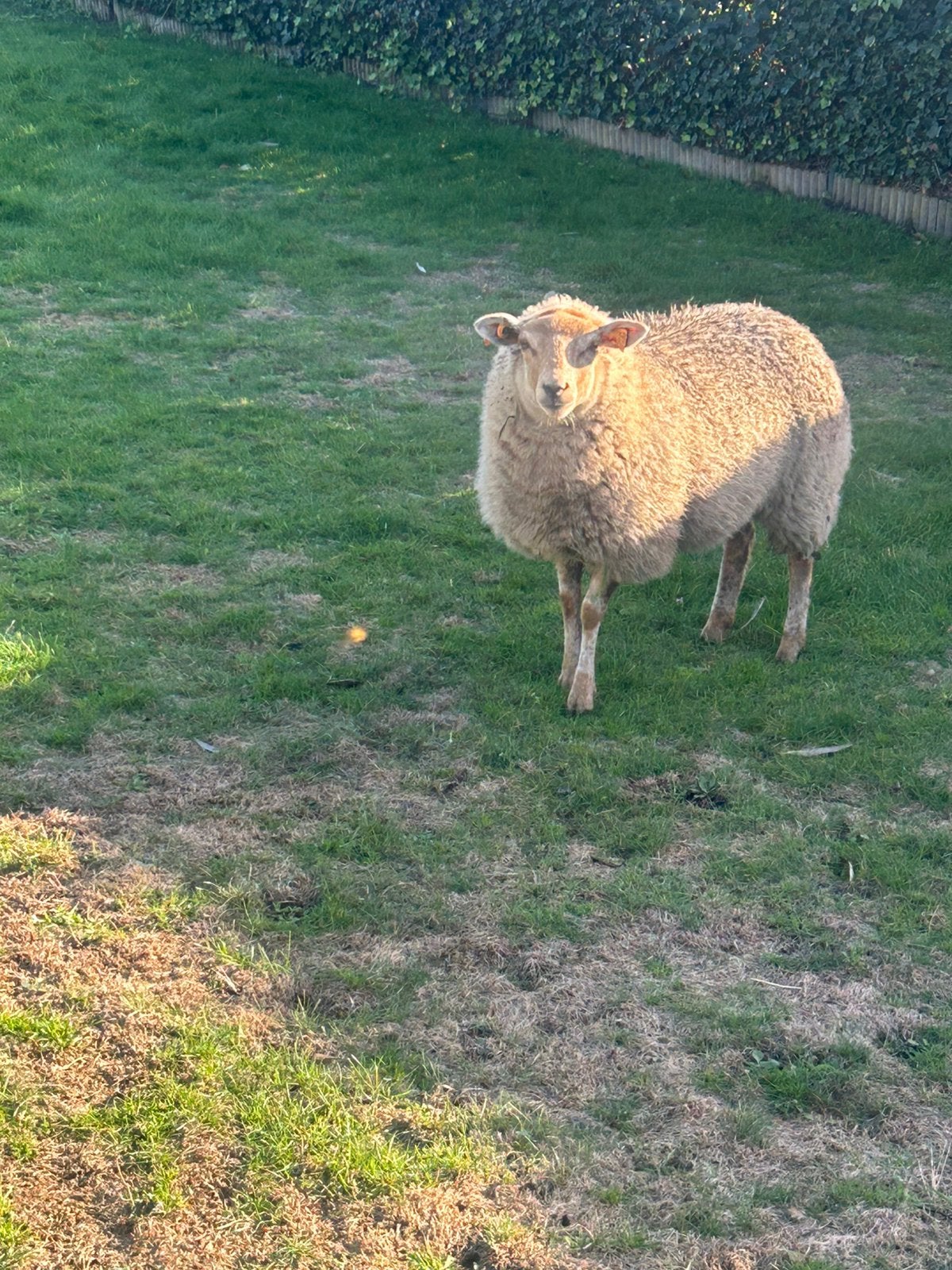 Twee prachtige jonge schapen te koop!, Dieren en Toebehoren, Meerdere dieren, Schaap