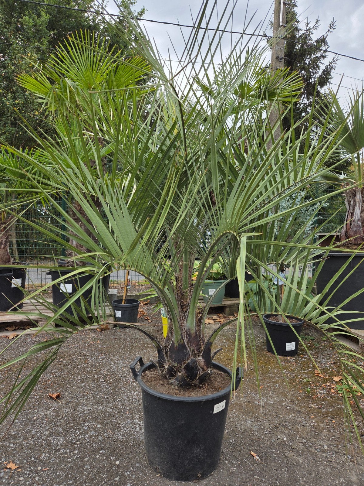 Butia Capitata, Tuin en Terras, Ophalen
