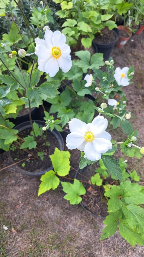 Witte anemoon, Volle zon, Vaste plant, Zomer, Ophalen