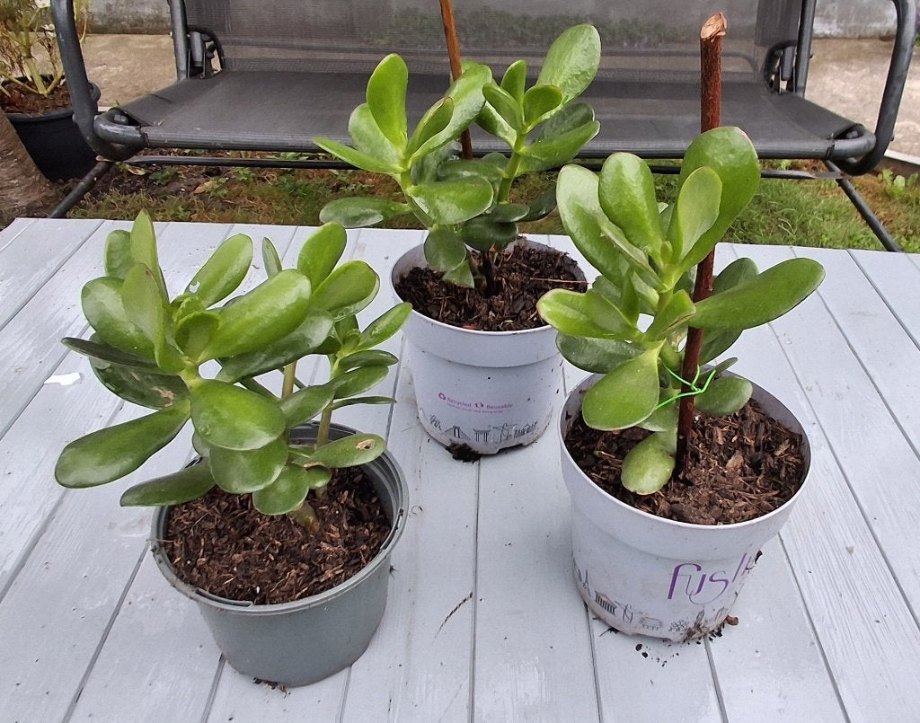 Crassula ovata/Arbre à argent /p15x15/, Maison & Meubles, Plante succulente, En pot, Moins de 100 cm, Enlèvement