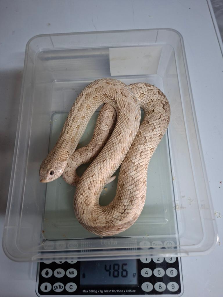 Hognose toxique 1.1, Animaux & Accessoires