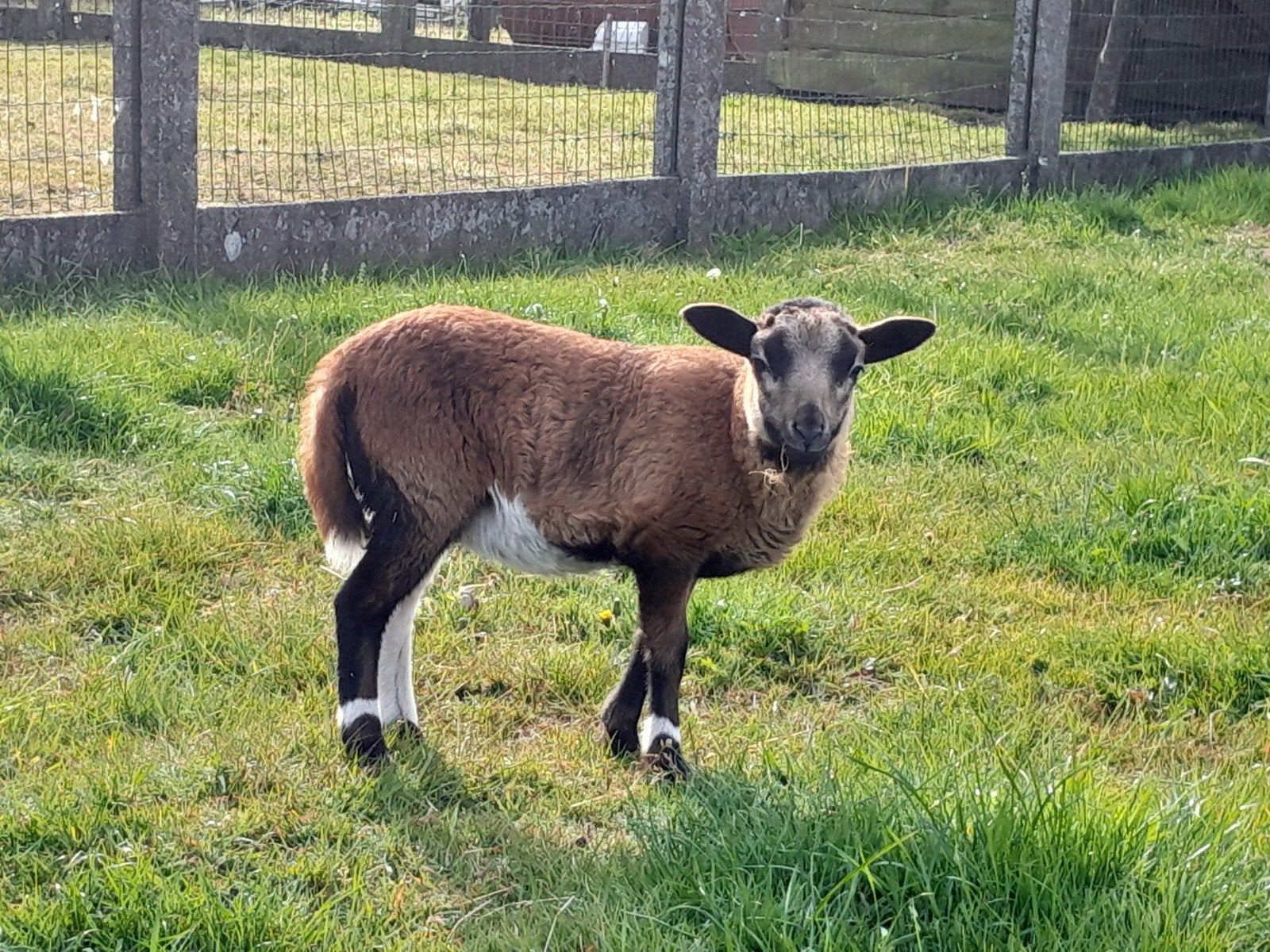 Kameroenschaap ooi, Dieren en Toebehoren, Schapen, Geiten en Varkens, Vrouwelijk, Schaap, 0 tot 2 jaar