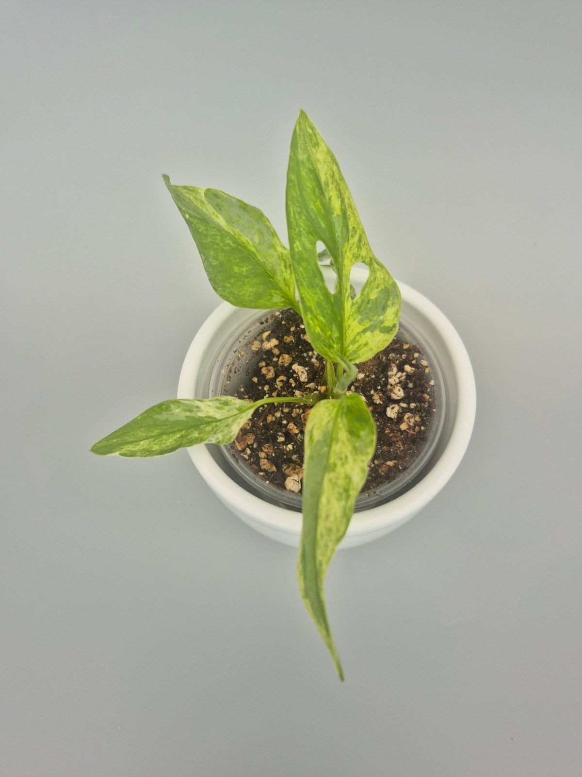 monstera adansonii indonesian marble variegated, Enlèvement ou Envoi
