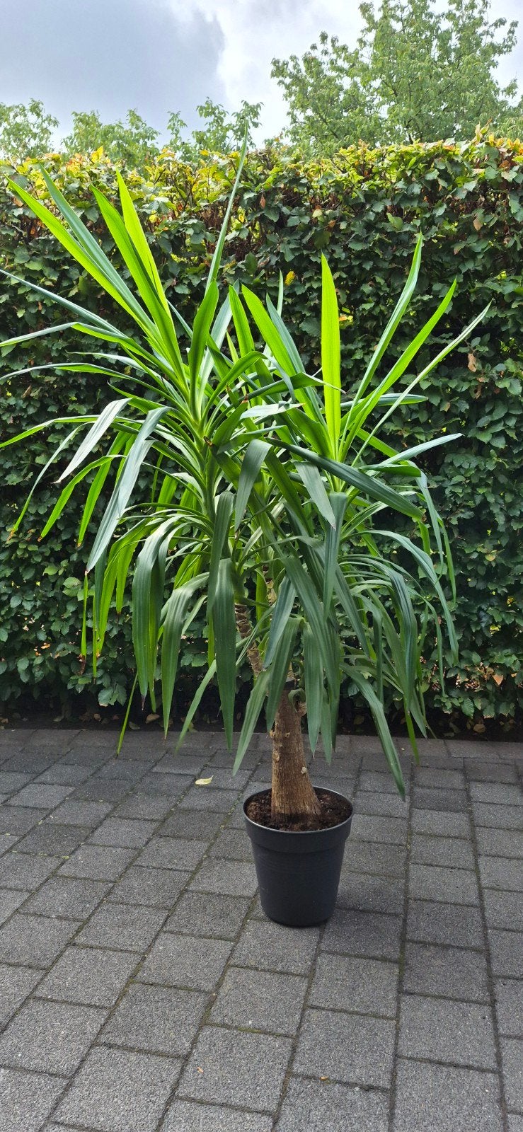 Grote Yucca elephantipes  – ± 2 meter hoog – 1 stam/3 takken, Maison & Meubles, Enlèvement, Yucca