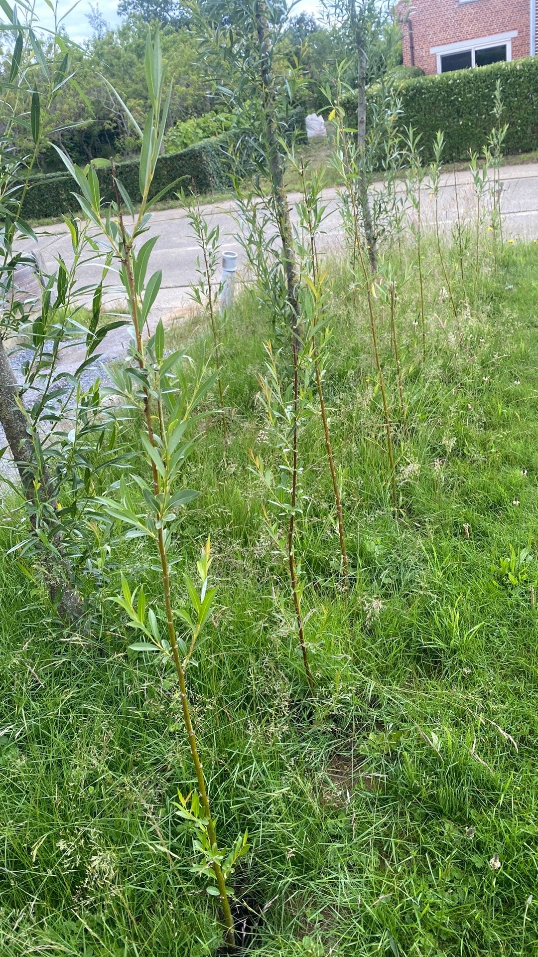 Gratis wilgstekken, Enlèvement