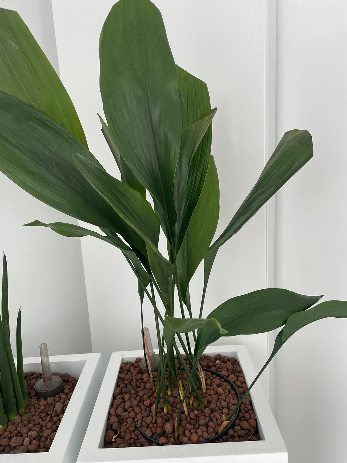 Bloembak met plant, Ophalen, Zo goed als nieuw
