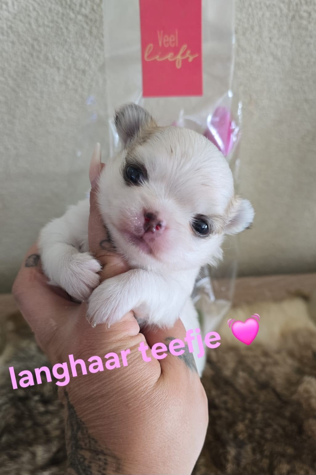 Prachtige langharige en kortharige chihuahua pups, Parvo, België, Fokker | Hobbymatig, 8 tot 15 weken