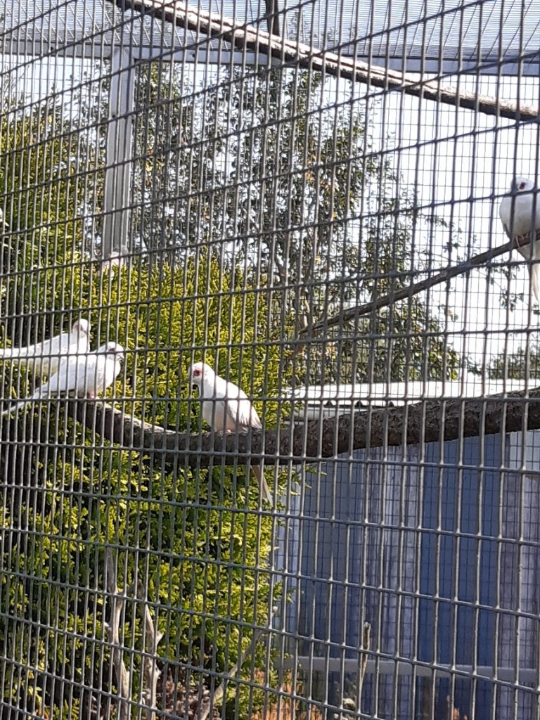 Bonte diamantduifjes, Dieren en Toebehoren, Vogels | Duiven, Meerdere dieren, Overige soorten