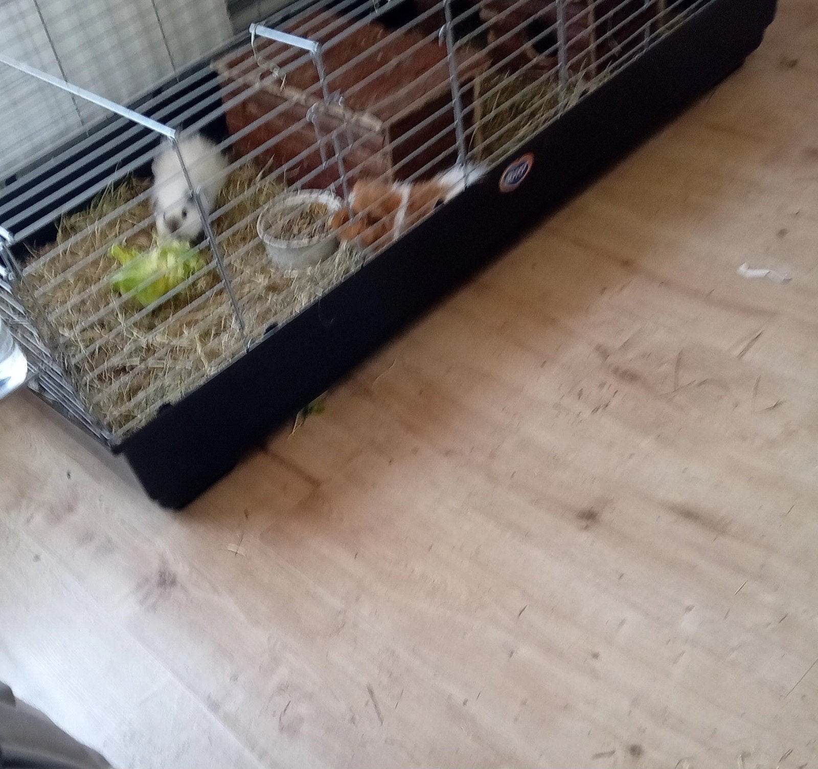 2 ch teddy cavia beertjes + kooi 140cm, Maart, Mannelijk, Cavia