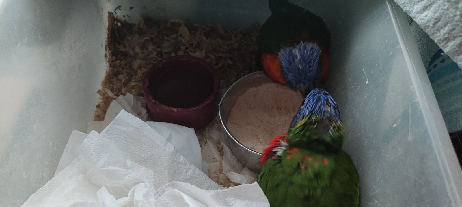Lorybabys contre les Blue Mountains, Perroquet, Parleur