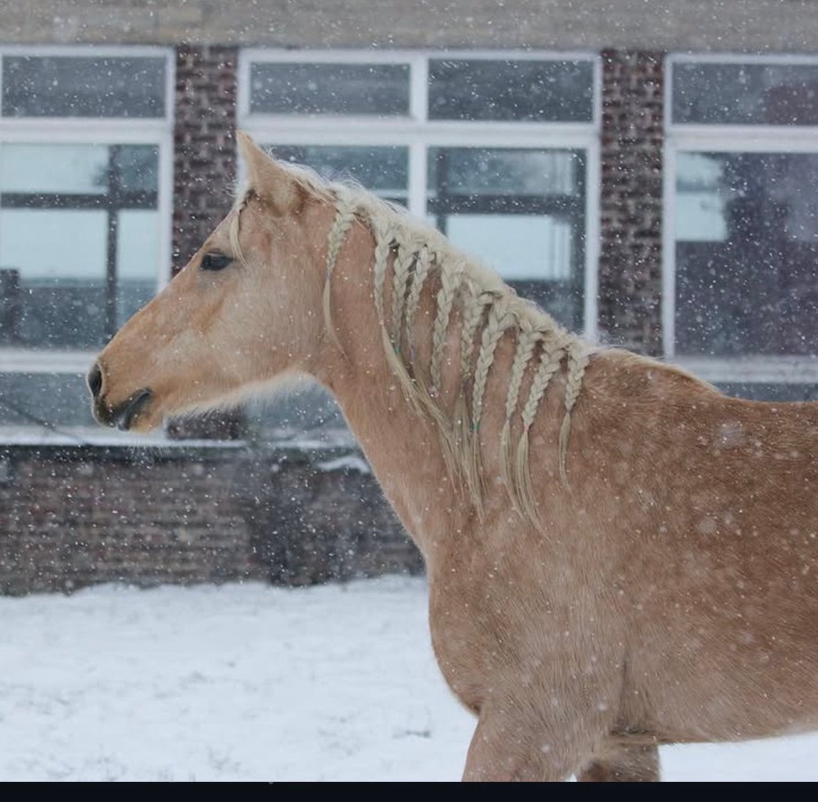 Bomproof wandelpaard Palomino merrie 11jaar, Merrie, Recreatiepaard, Met stamboom, 11 jaar of ouder