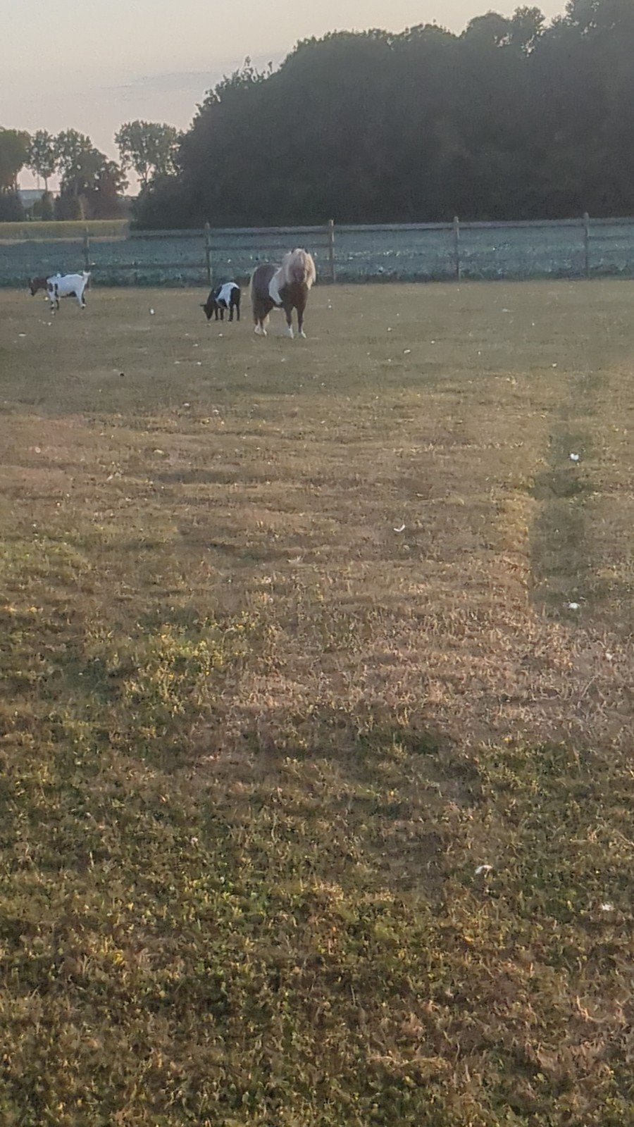 pony zeer braaf en handelbaar met kinderen