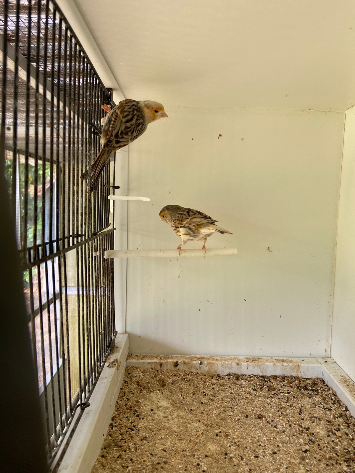 harlekijnkanaries (bonte kanaries), Plusieurs animaux