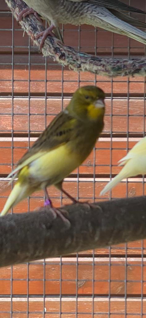 Jonge kanarie, Dieren en Toebehoren, Vogels | Kanaries, Geslacht onbekend