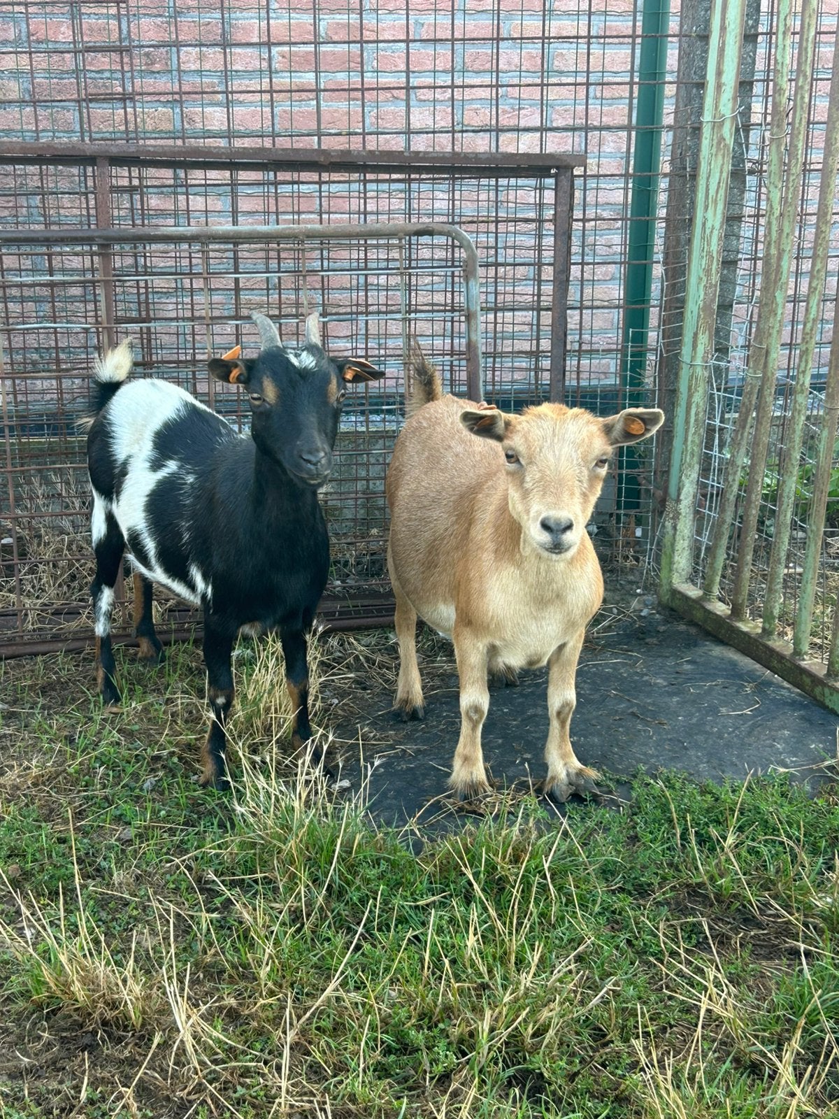 2 mooie vrouwelijke dwerg geitjes, Femelle, Chèvre, 0 à 2 ans