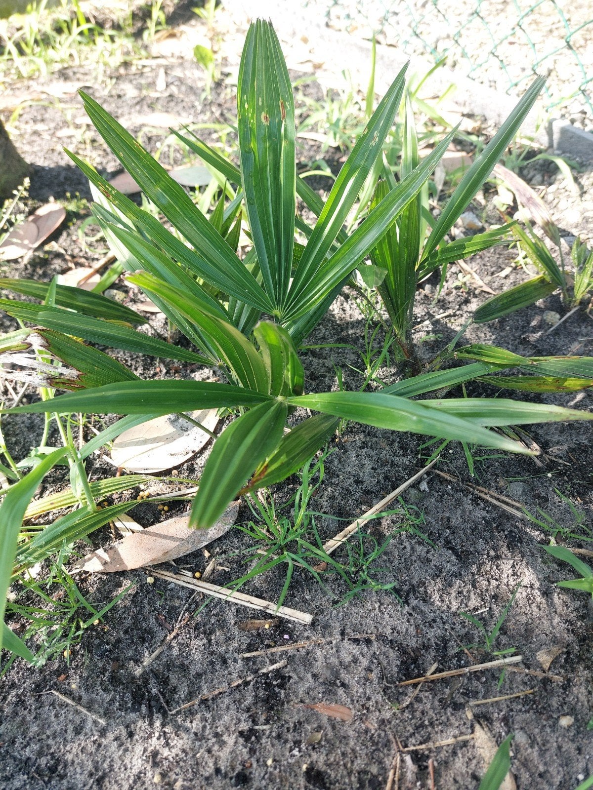 Winterharde palm, Ophalen
