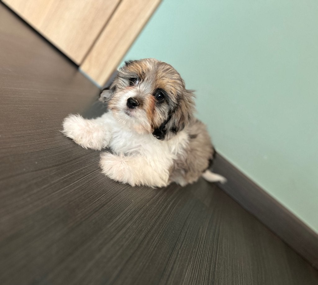 Beaux chiots Cavapoo, Animaux & Accessoires, Caniche, Plusieurs, Hépatite contagieuse (maladie de Rubarth), Belgique