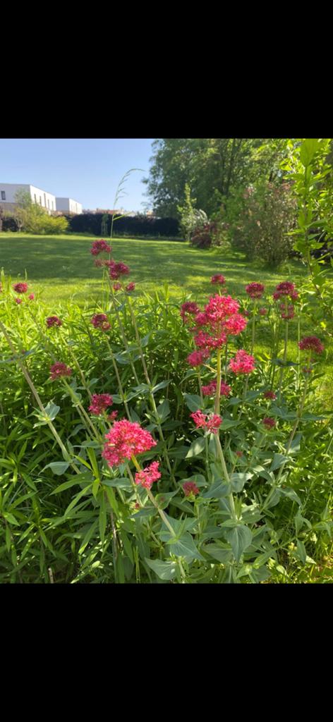 Plants Centranthus 'Coccineus' blanc et rose, Jardin & Terrasse, Plantes | Jardin, Autres espèces, Plein soleil, Été, Enlèvement