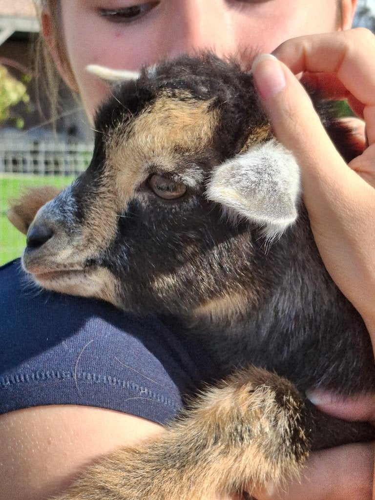 Blauwschimmel zeer mooie tweeling, Dieren en Toebehoren, Meerdere dieren, Geit, 0 tot 2 jaar
