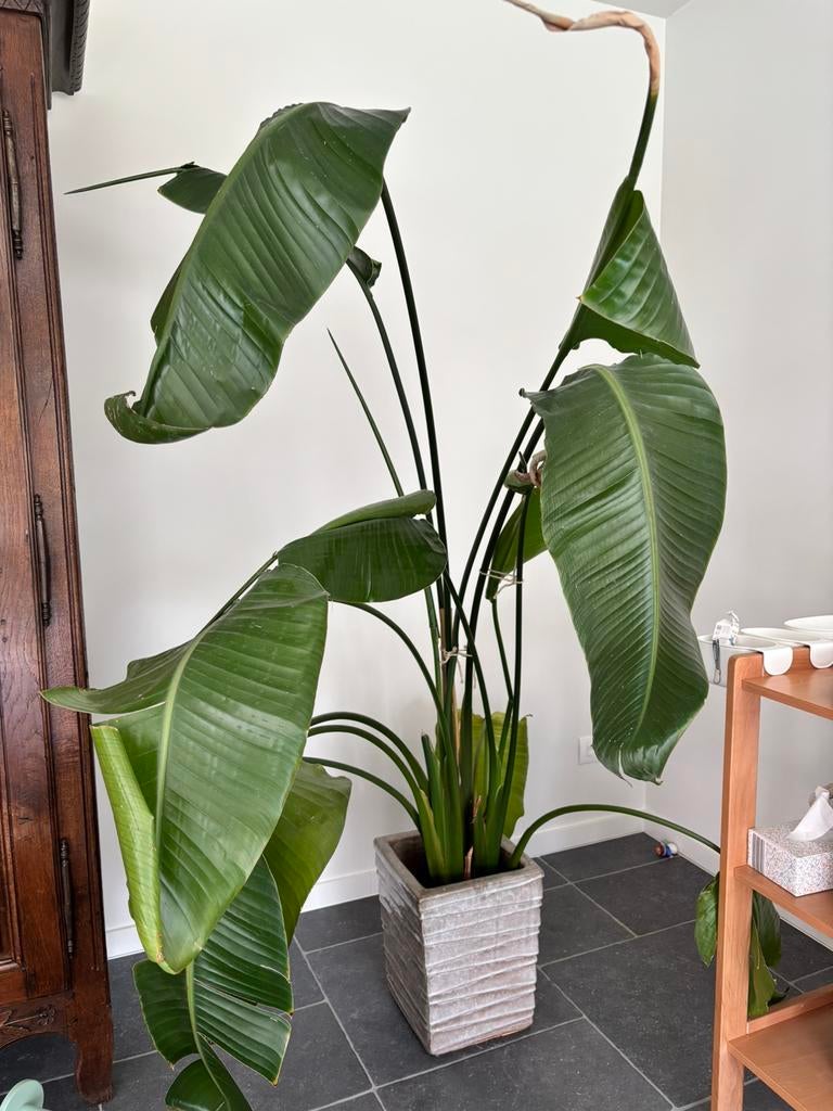Strelitzia, Overige soorten, 150 tot 200 cm, Groene kamerplant, Halfschaduw