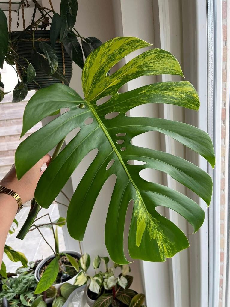 Monstera Aurea Variegated cutting #4, Ophalen
