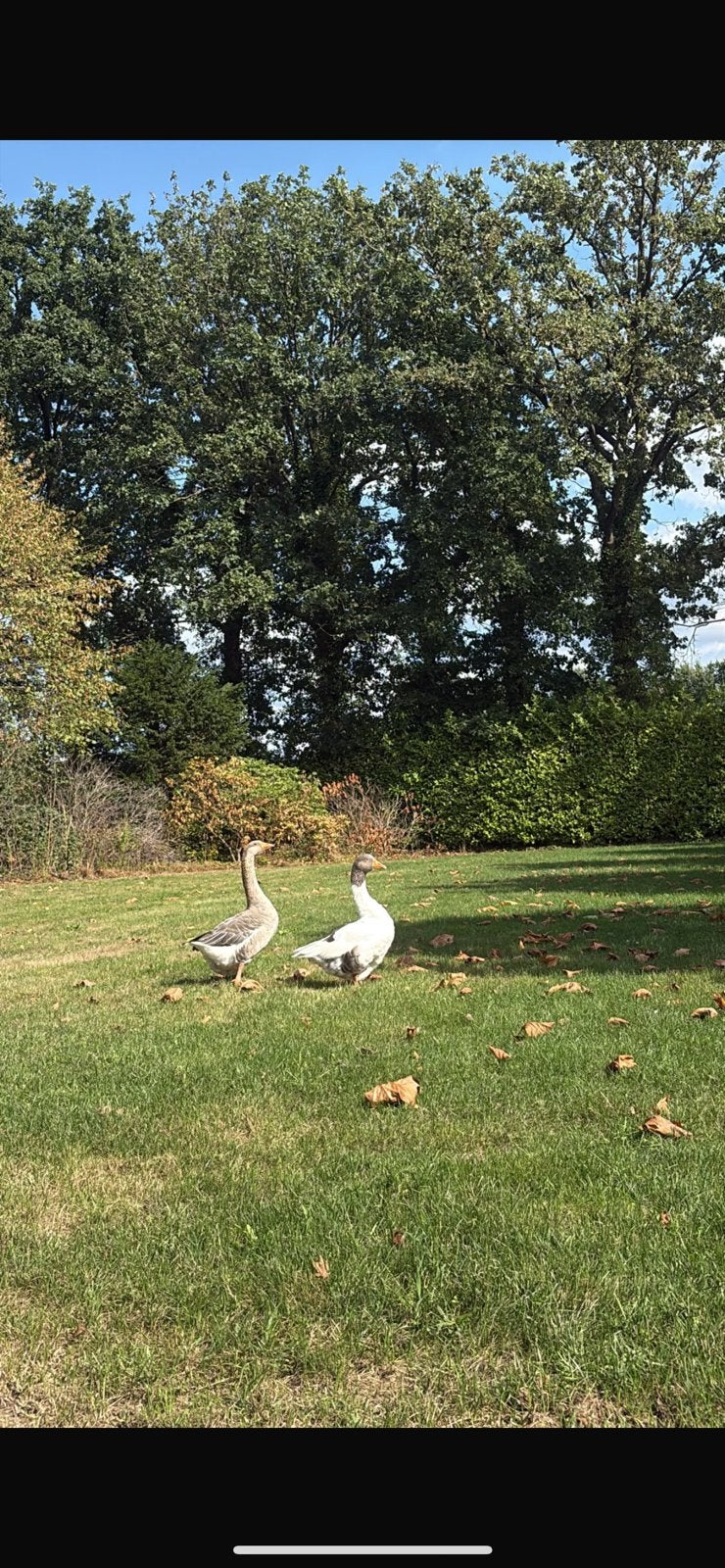 2 ganzen, Animaux & Accessoires, Volatiles, Sexe inconnu, Oie ou Cygne