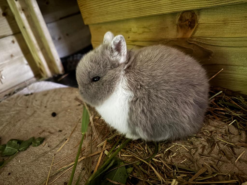 Kleurdwerg konijntjes, Dieren en Toebehoren, Konijnen