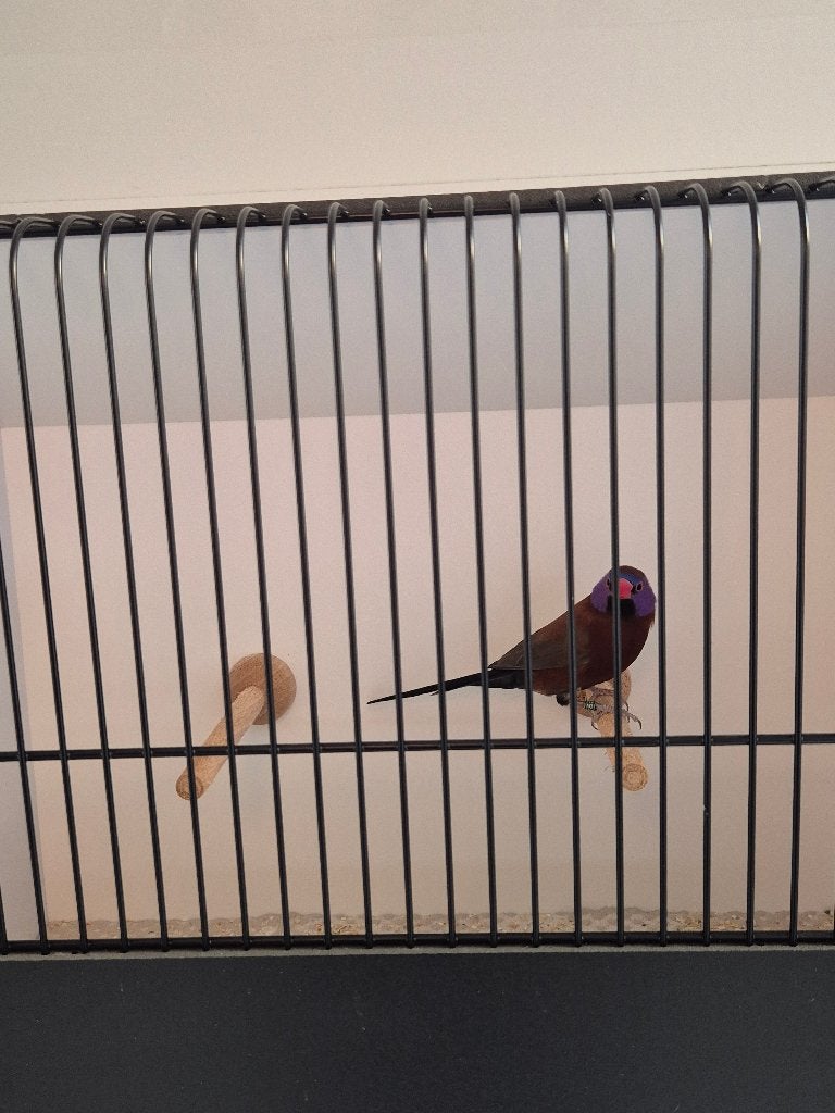 Granaatastrilden, Dieren en Toebehoren, Meerdere dieren, Tropenvogel, Geringd