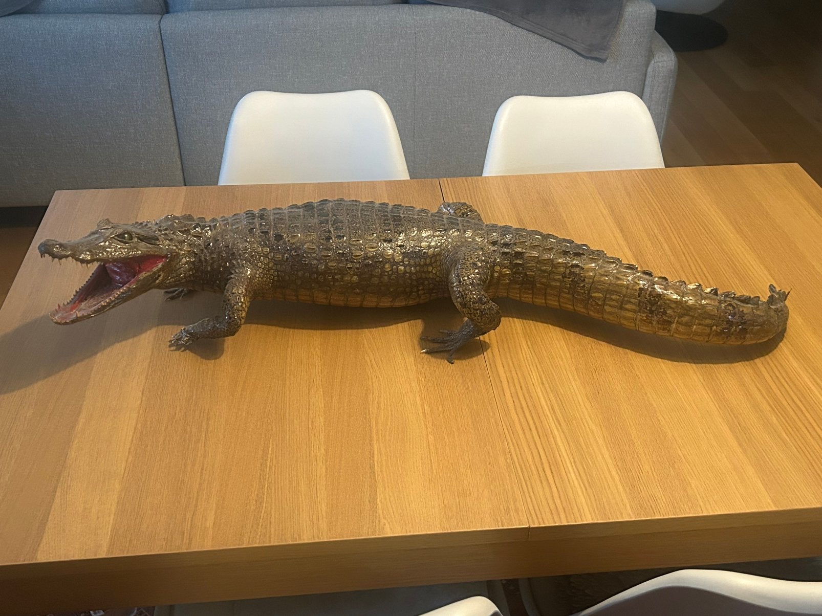 Opgezette krokodil, Animaux & Accessoires, Reptiles & Amphibiens