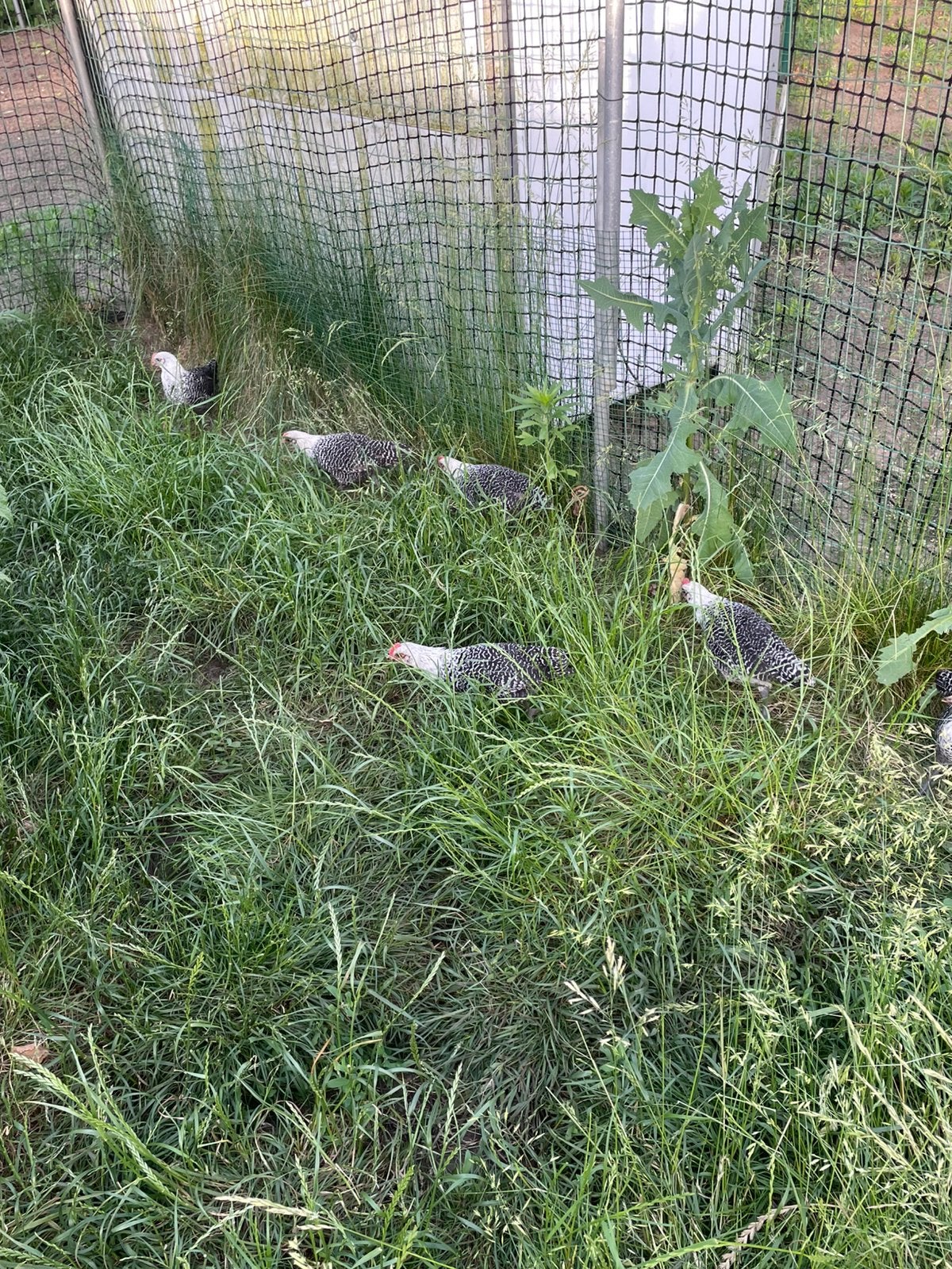 Campines/ kempische hoenen, Dieren en Toebehoren, Mannelijk, Kip