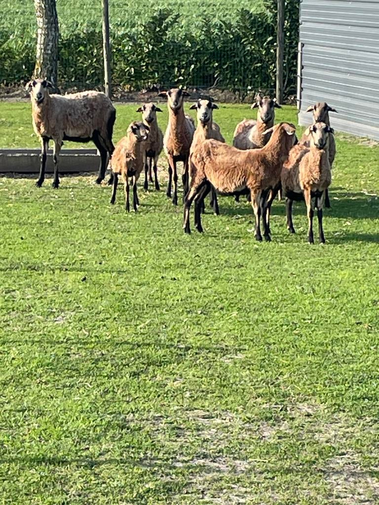Kameroen schapen