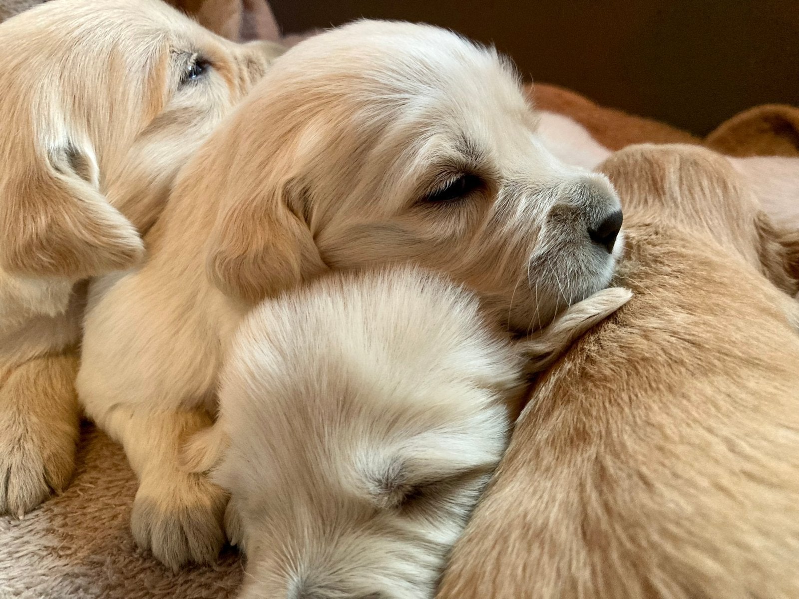 Prachtig nestje golden retriever pups (beide ouders getest), Dieren en Toebehoren, Honden | Retrievers, Spaniëls en Waterhonden