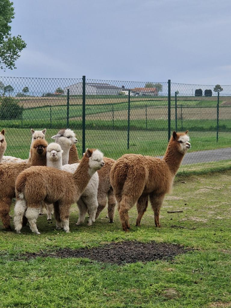 Alpaca veulens, Dieren en Toebehoren, Overige Dieren, Januari