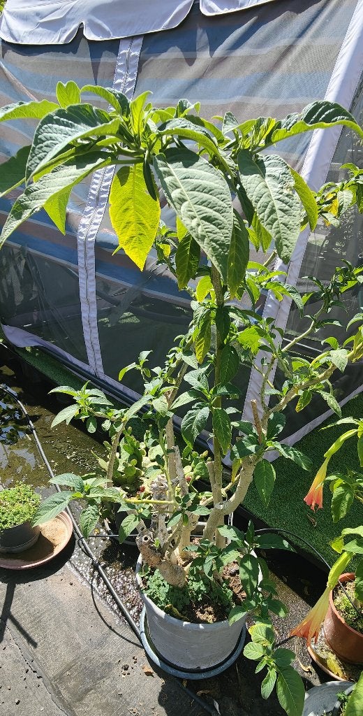 Brugmansia enkelvoudig roos, Autres espèces, Été, Enlèvement, Plante fixe