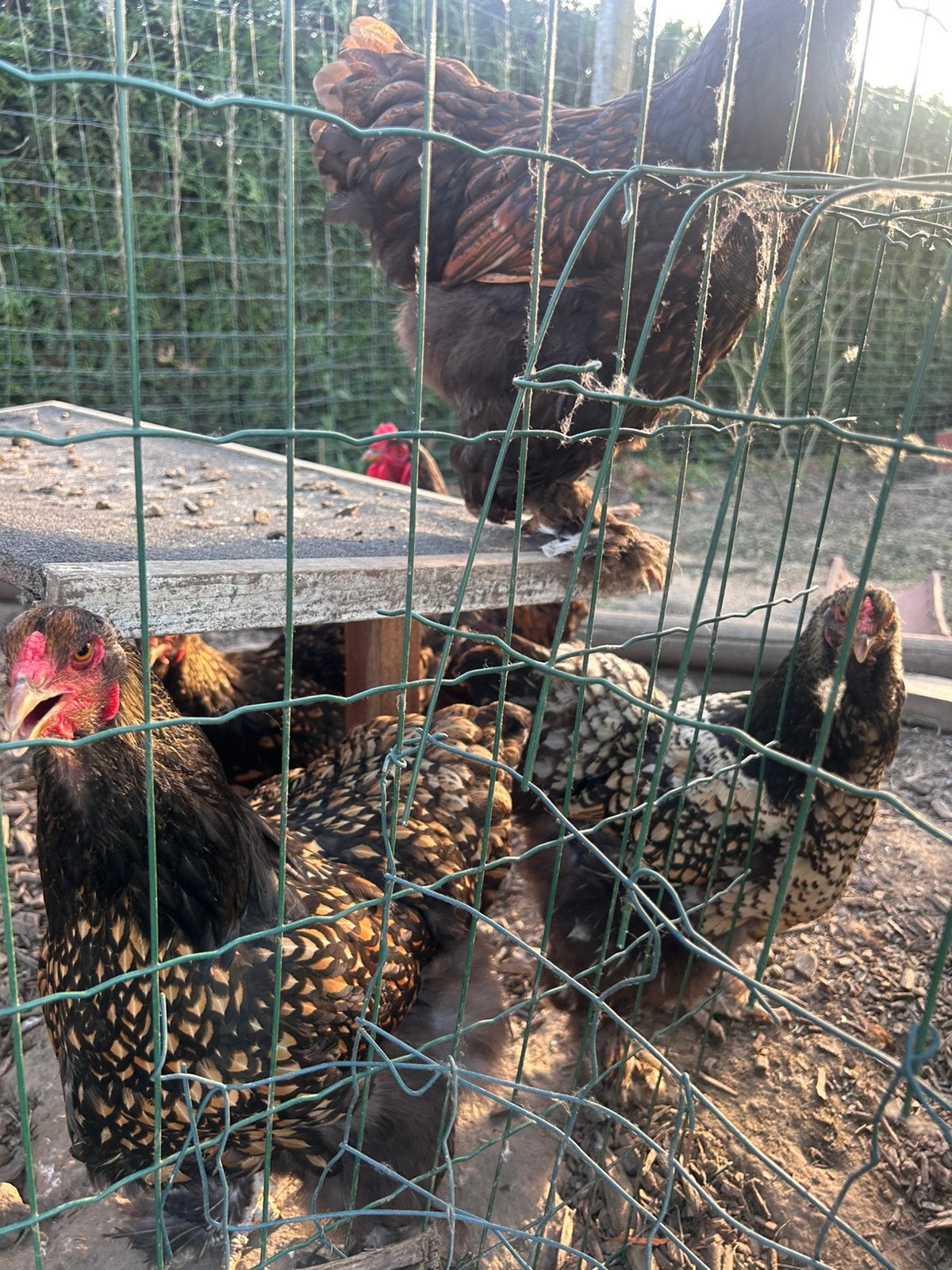 Œufs à éclore de Brahma de différentes couleurs, Plusieurs animaux, Poule ou poulet