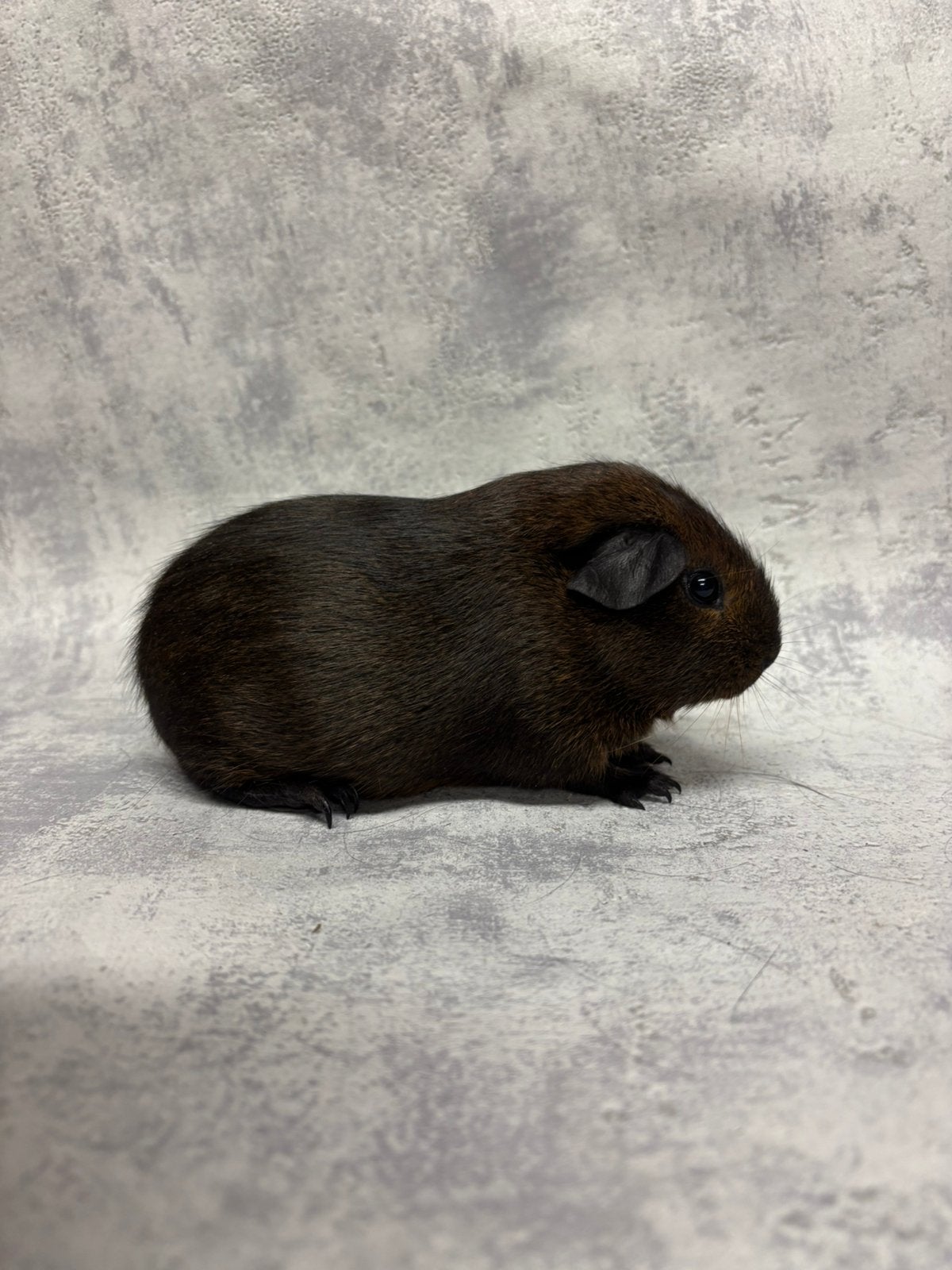 Cavia goudagouti beertje, Animaux & Accessoires, Août, Mâle, Cobaye