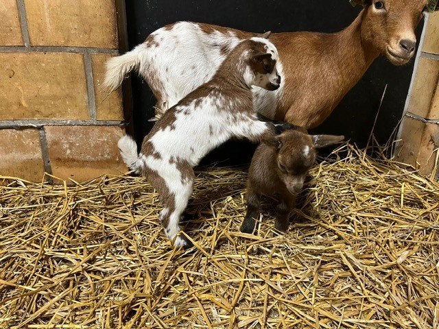 Zeer mooie tricolor dwerg geit zusjes te koop!!, Femelle, Chèvre, 0 à 2 ans