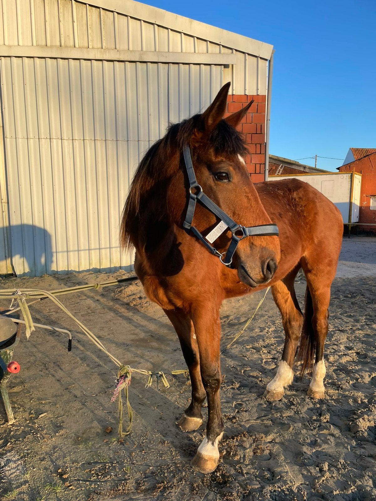Paard te koop, Ruin, Ontwormd