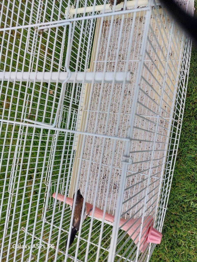 Japanese meeuwen, Dieren en Toebehoren