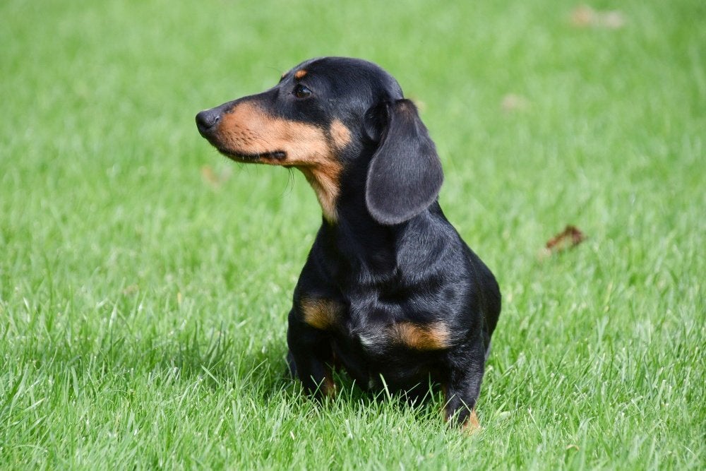 Teckel nain à vendre (mâle), 15 semaines à 1 an, Poils courts, Chien (mâle), Éleveur | Professionnel