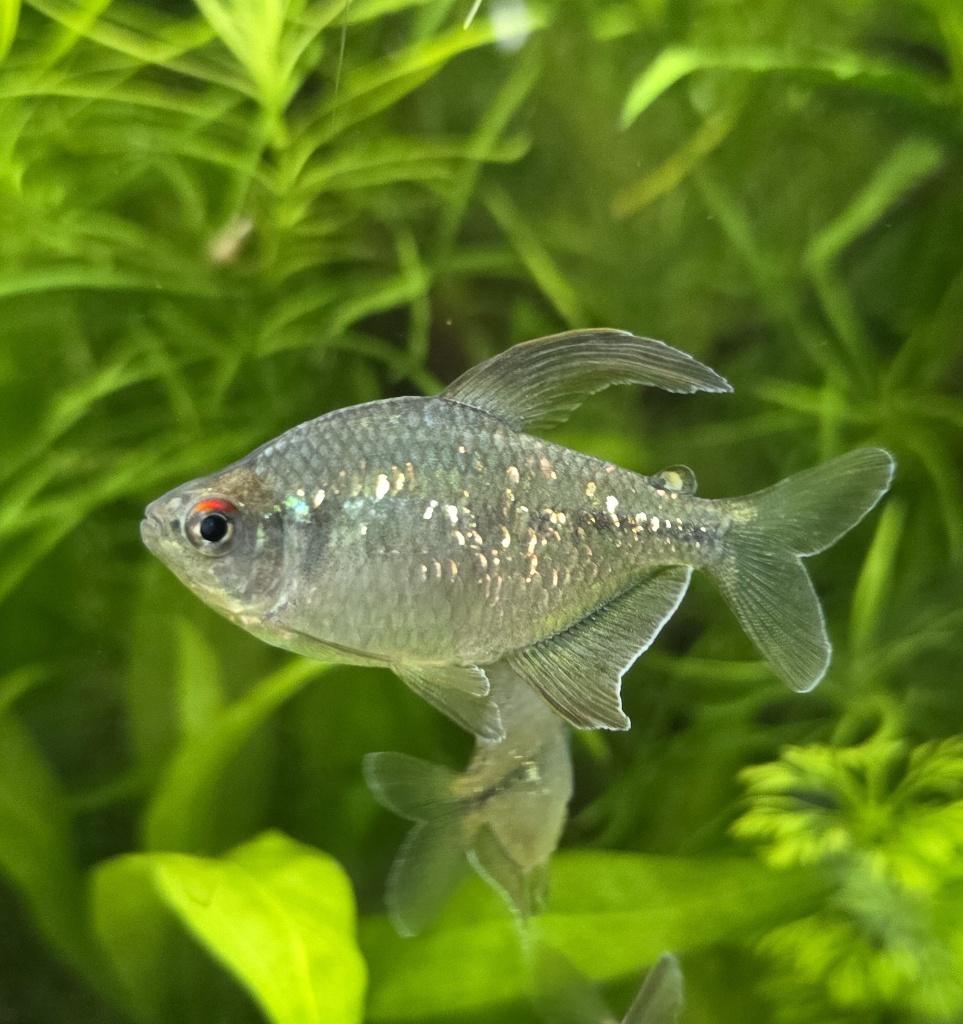 5 poissons d'aquarium tétra diamant (Moenkhausia Pittieri), Animaux & Accessoires, Poissons | Aquariums & Accessoires, Comme neuf