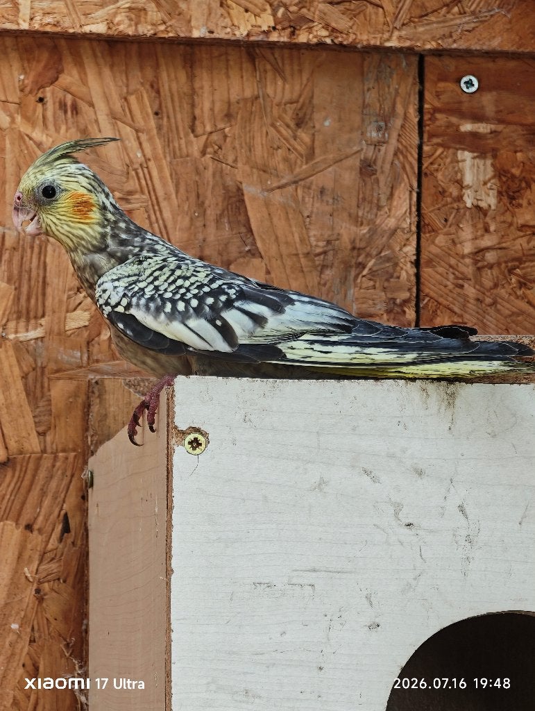 Calopsitte ,valkparkiten, Animaux & Accessoires, Oiseaux | Perruches & Perroquets
