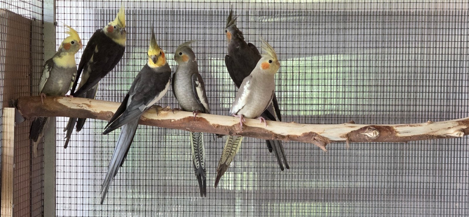 3 jonge valkparkieten, Dieren en Toebehoren