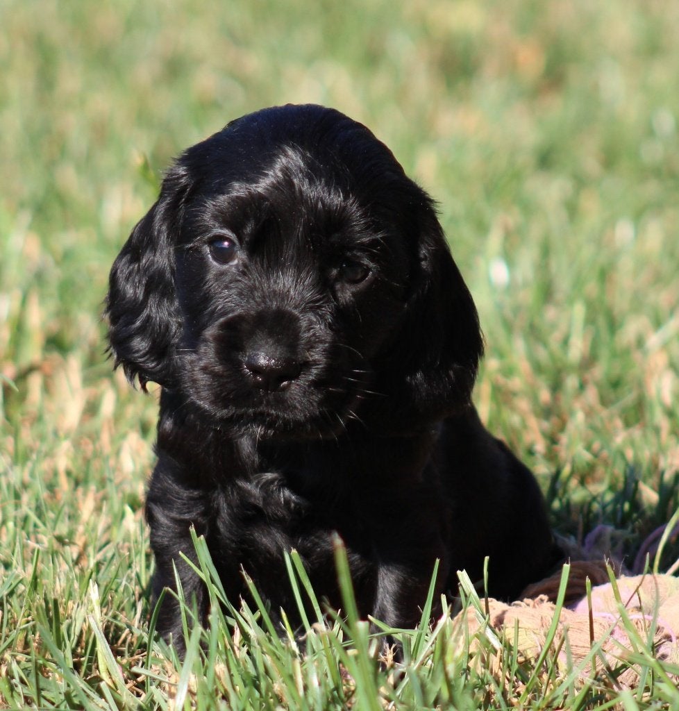 Engelse Cocker pups, Dieren en Toebehoren, Honden | Retrievers, Spaniëls en Waterhonden, Meerdere dieren, Spaniël, Fokker | Professioneel