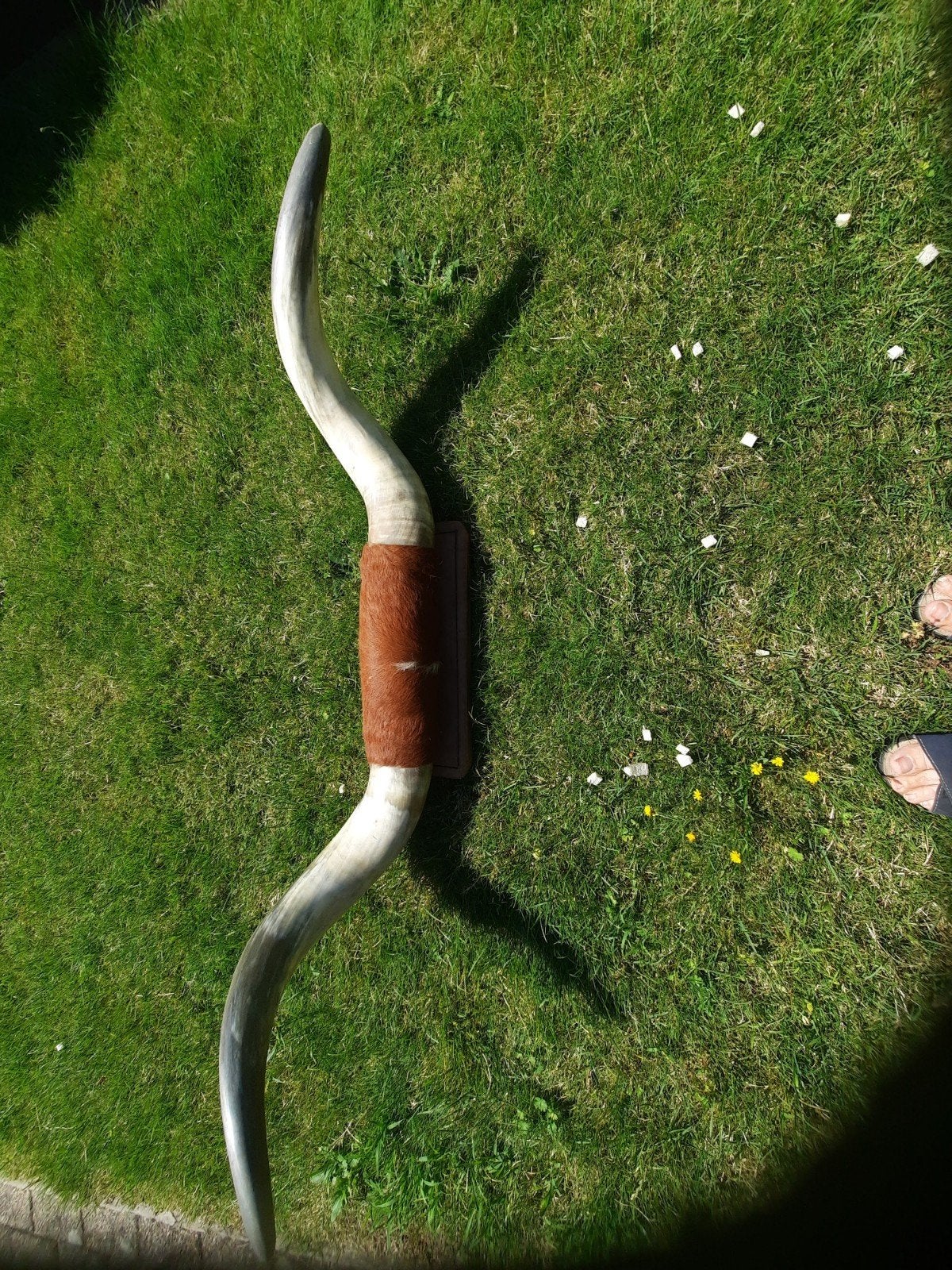 Echte hoorn en huid van watusi rund, Ophalen