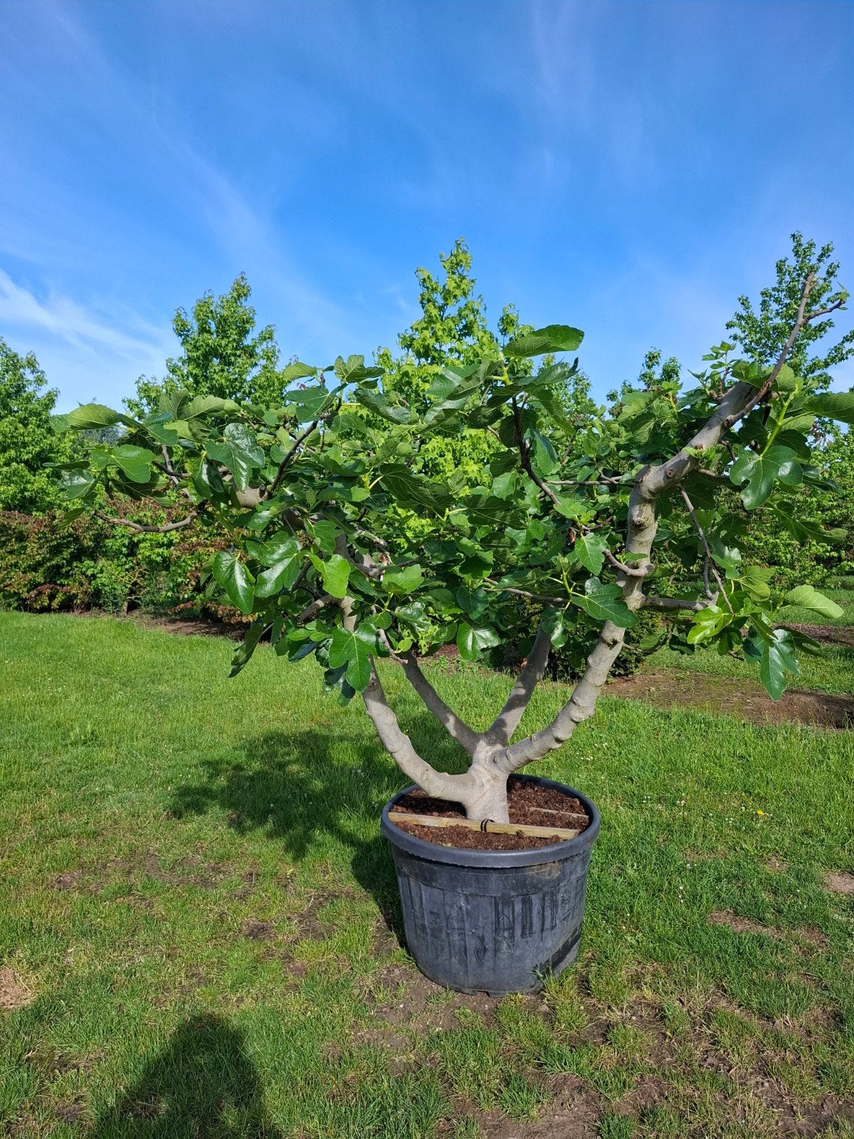 Vijgenboom, Tuin en Terras, Planten | Bomen, Ophalen