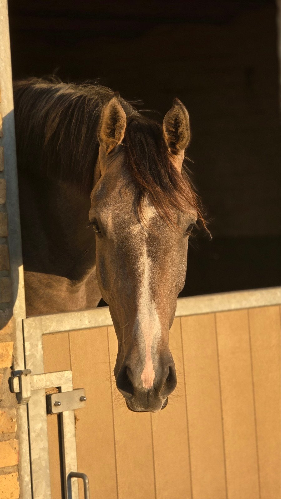 Don´t touch x Clarimo 2j ruin, Dieren en Toebehoren, Paarden, Ruin