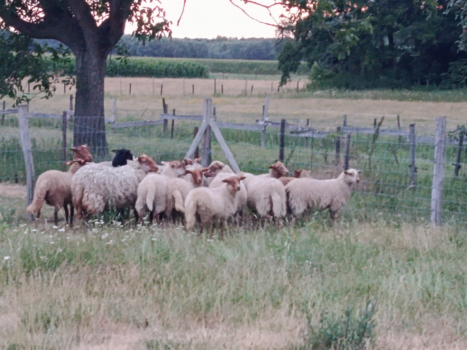 kudde schapen (15 totaal)